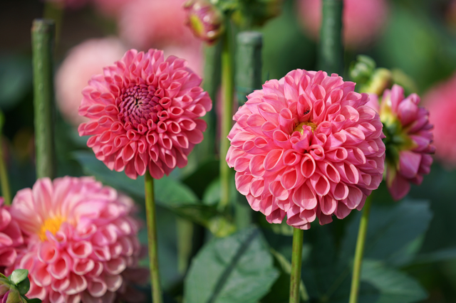 花言葉は華麗、移り気！夏の女王ダリアは夏がちょっと苦手！？