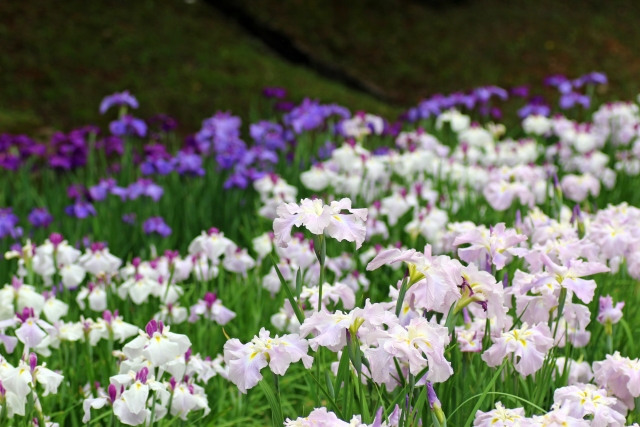 江戸時代から親しまれてきた【花菖蒲】の名所とまつりで見る風情ある楽しみ方