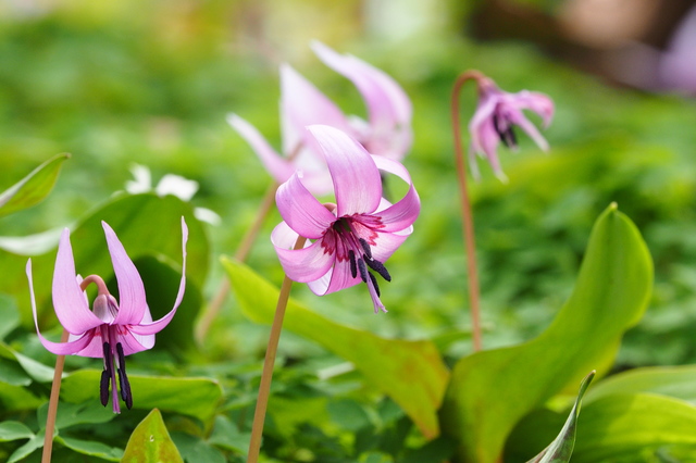 カメラを持って季節の花を見に公園に行こう！