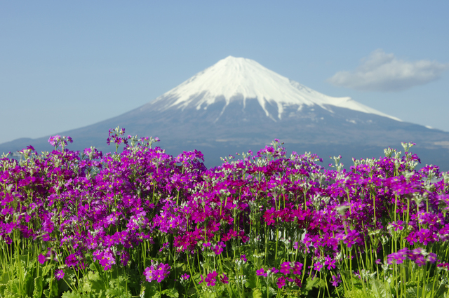 日本が原種の『サクラソウ』花言葉は「青春の始まりと悲しみ」