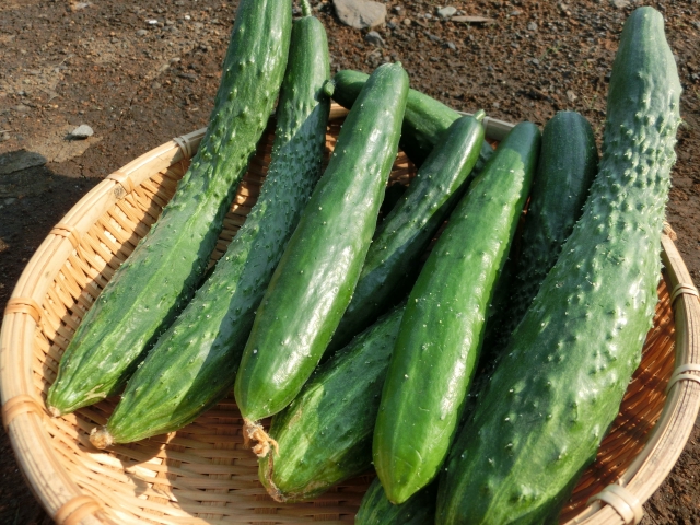 夏はやっぱり《キュウリ》！よく育ちよく穫れる悩み知らずの夏野菜！