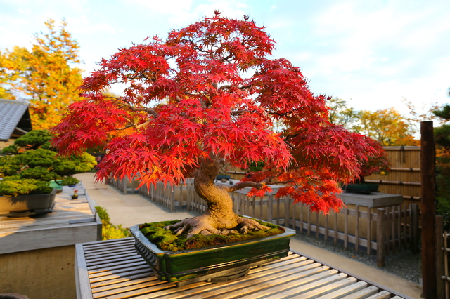 秋の紅葉が美しいもみじの盆栽―剪定の仕方