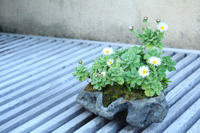 魅力ある草もの盆栽の作り方と楽しみ方