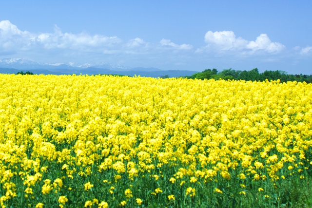 俳句で楽しむ―晩春に彩りを添える菜の花