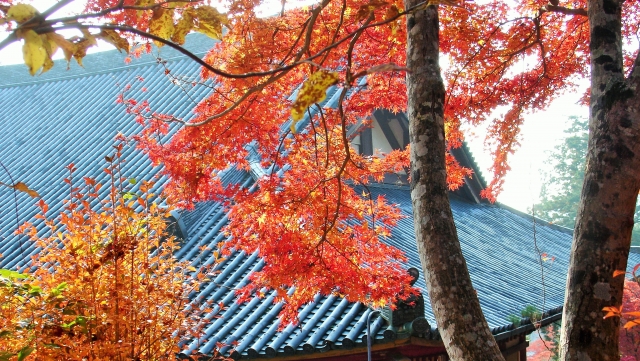 紅葉の名所！　神護寺の自然の宝と国宝を見に行こう！！