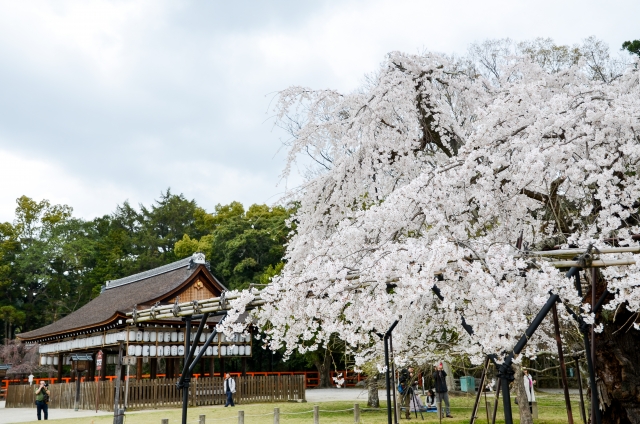 世界遺産で国宝に文化財。お宝だらけの京都・上賀茂神社