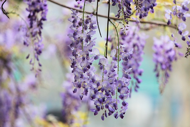 紫式部も愛した紫の藤の花