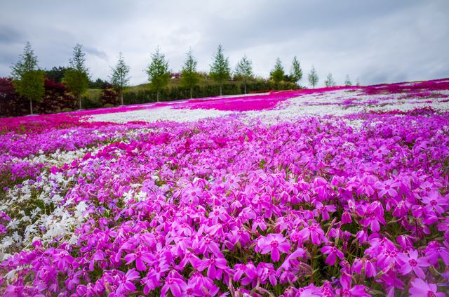 宿根草と多年草の違いは？宿根草の世話の仕方は？