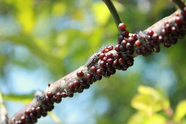 カイガラムシ駆除！ 薬以外の効果的な対処法は？