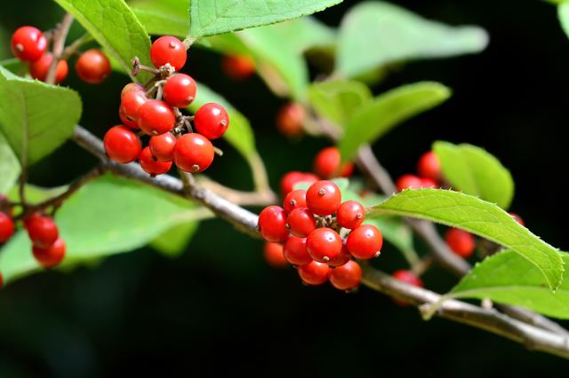 季節の移り変わりを楽しませてくれるウメモドキの盆栽―赤い実が沢山つく剪定方法―