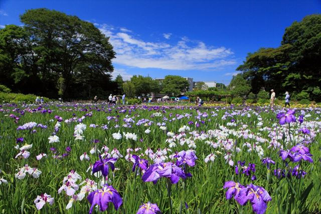 菖蒲園へいこう。花しょうぶの名所で花しょうぶを満喫する