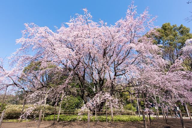 優雅な花の名所・六義園