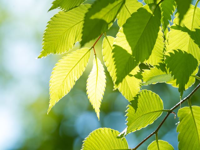 やさしい欅盆栽の寄せ植えづくり