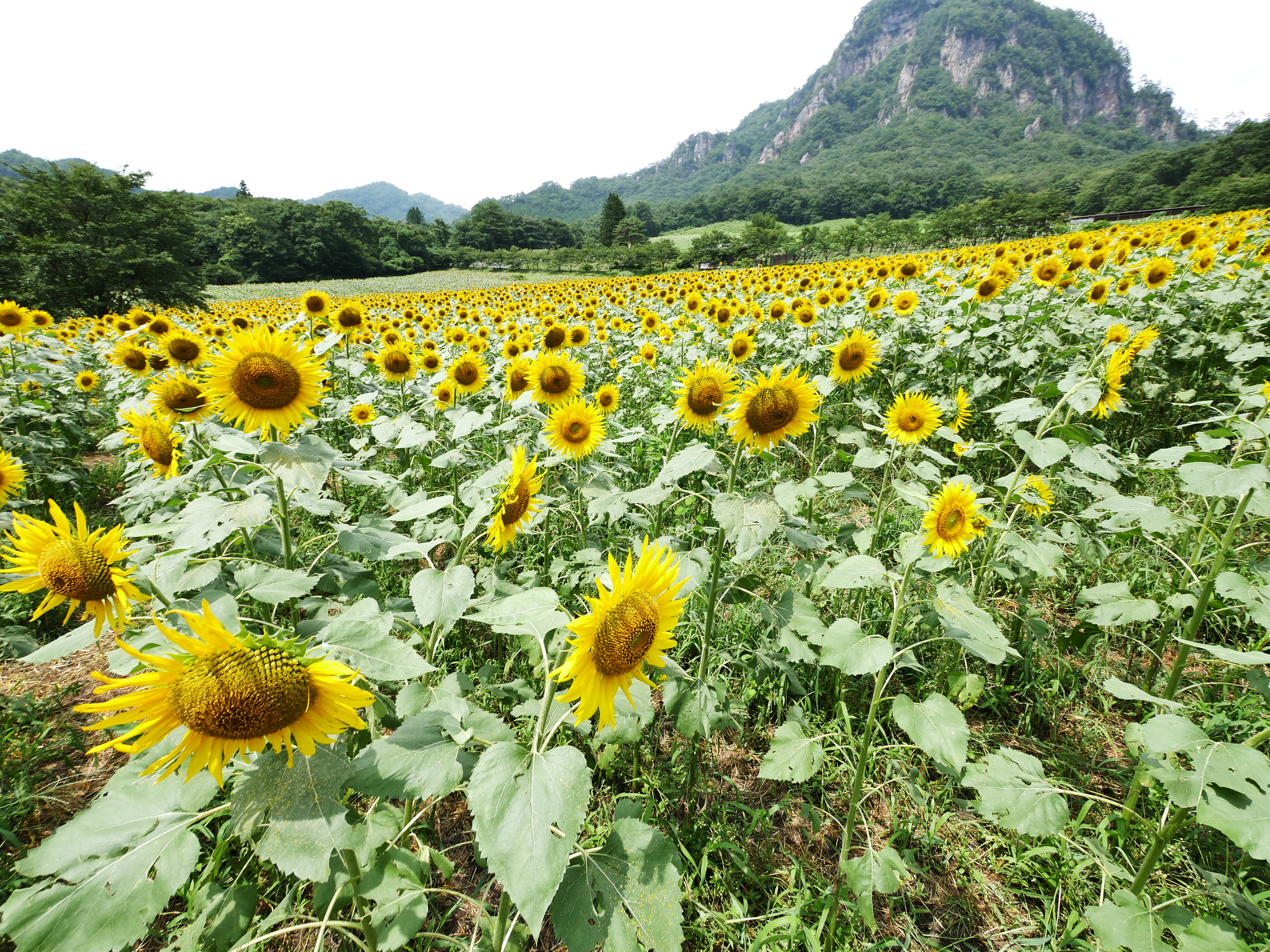 大岩フラワーガーデンに10万本のヒマワリを見に行こう〜夏でも涼しい草津温泉の魅力と絶景〜