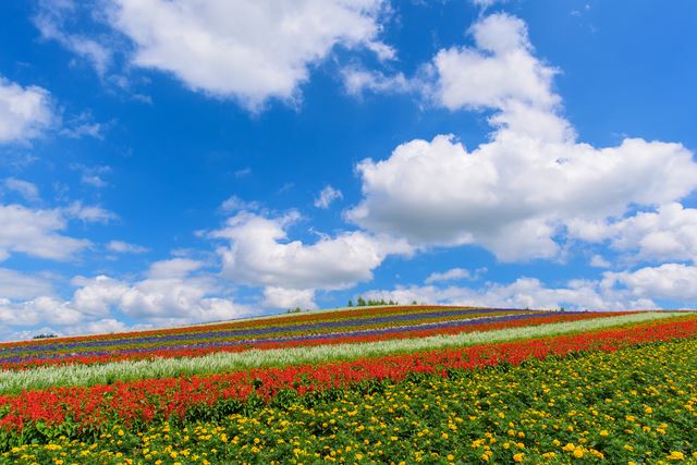 四季折々の絶景、美瑛の丘