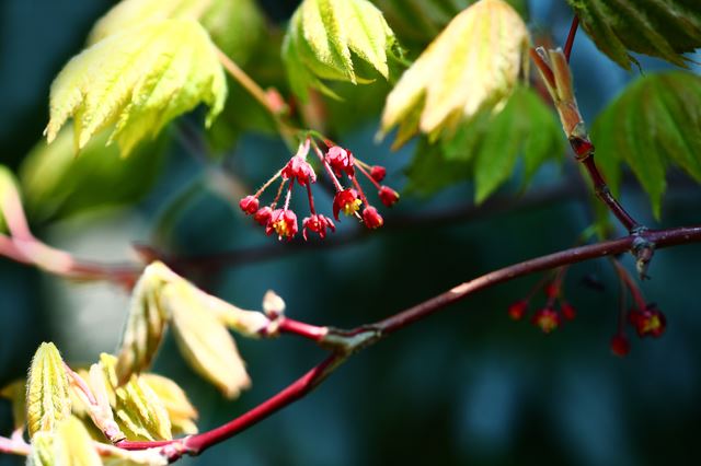 楓は花が咲く？花言葉がある？