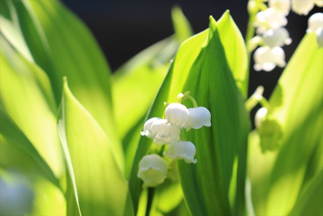 可憐な鈴蘭は「きれいな花には毒がある」！？