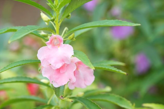 夏の庭を彩る鳳仙花。鳳仙花を見つめなおす