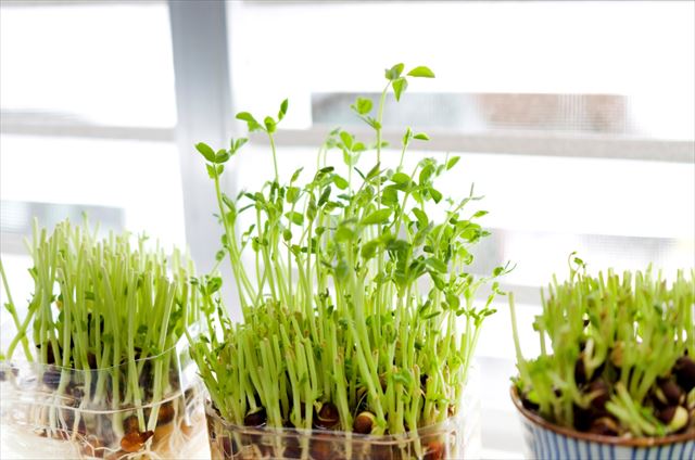 室内での植物の栽培は水栽培が最適。いろいろな水栽培。