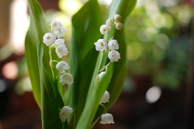 鉢植えで鈴蘭を育てたい！花を咲かせるコツは？