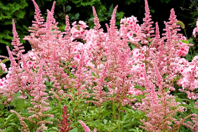 アスチルベの魅力。半日陰の庭で葉色と花穂を楽しむ。