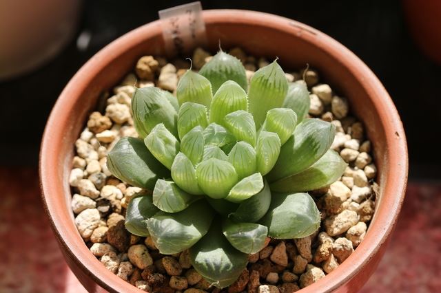 多肉植物「ハオルチア」の育て方、増やし方は簡単？