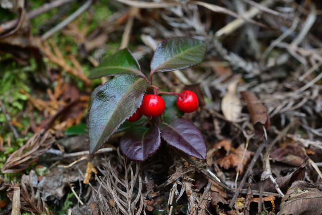 ヤブコウジの鉢植えでの育て方は簡単？