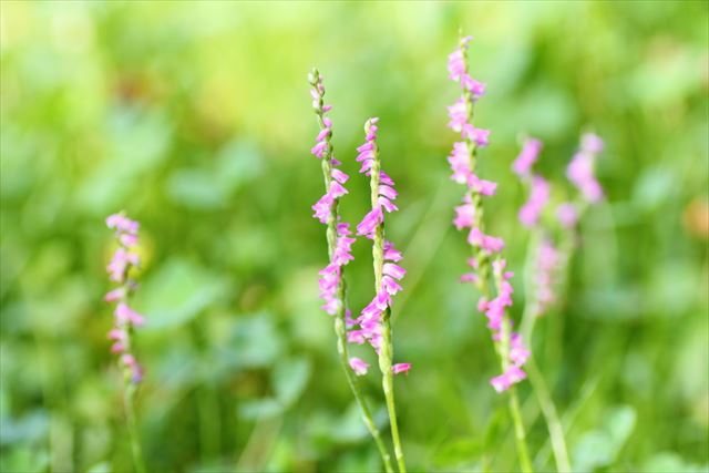 ネジバナってどんな花？茎もねじれている？