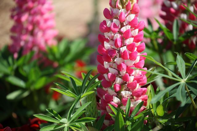 葉っぱの形と花の豪華さが魅力【ルピナス】