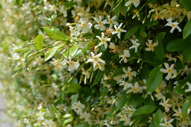 テイカカズラの花や実が面白い！？