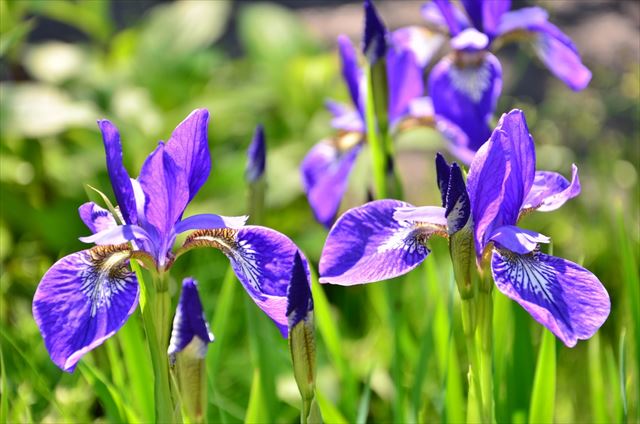 アヤメと花しょうぶの見分け方とアヤメの育て方