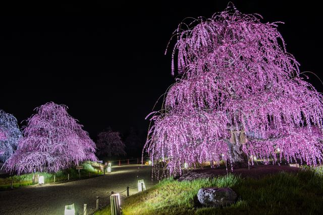 鈴鹿の森庭園で幻想的なライトアップで夜の枝垂れ梅鑑賞　梅まつりも堪能！