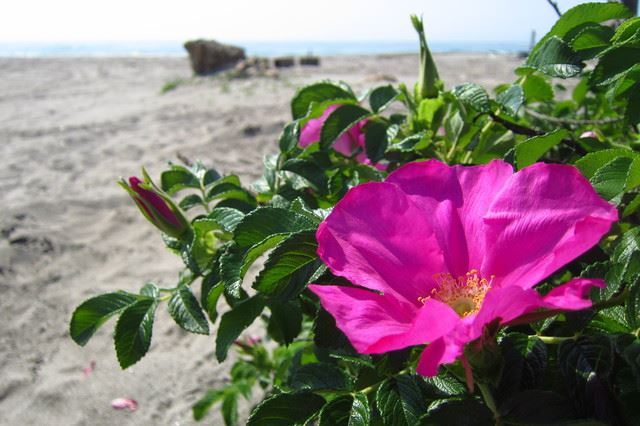 ハマナスの花や実がなる時期はいつ？どこで育つ？