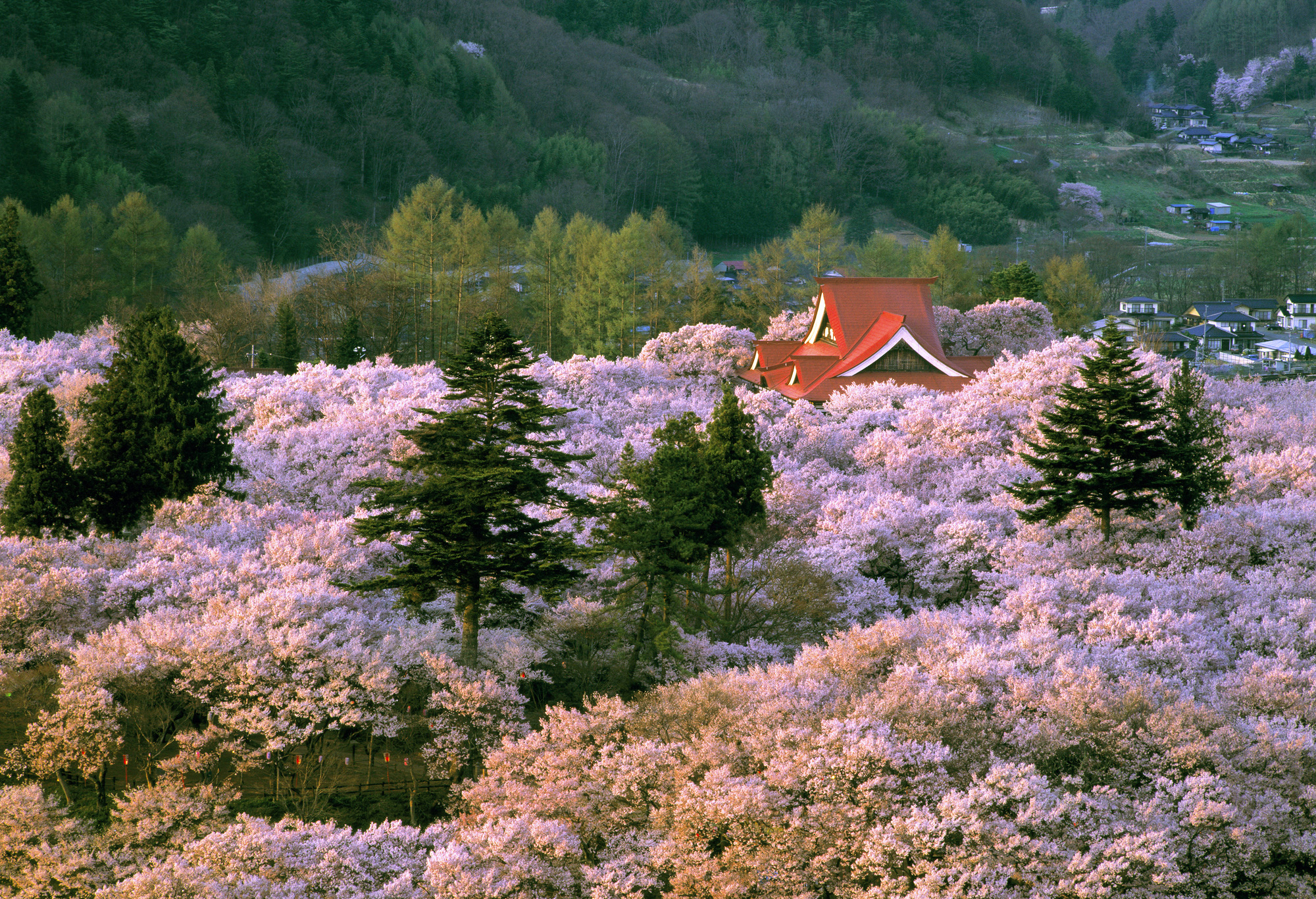 高遠城址公園に咲き誇る美しき桜を観に 〜天下第一の桜、タカトオコヒガンザクラとは〜