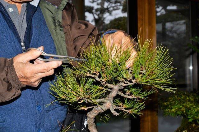 盆栽一年生の植えかえ作業