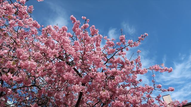 ソメイヨシノの歴史と河津桜など桜の名所6選！