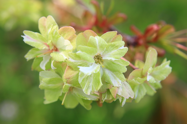 実は桜？ 緑色の珍しい桜「御衣黄（ぎょいこう）」とは