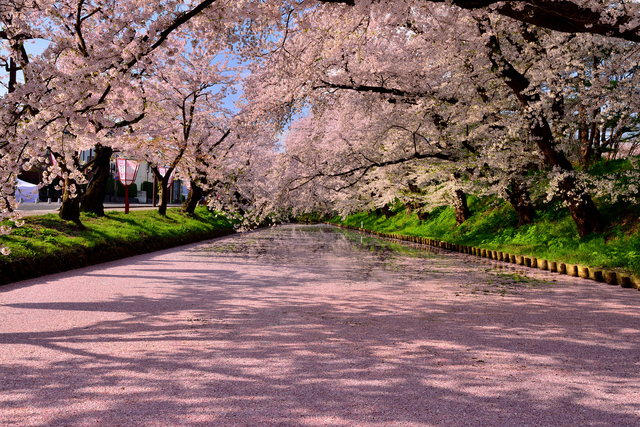 歴史ある弘前公園の桜を堪能。世界の絶景「花筏（はないかだ）」も必見！