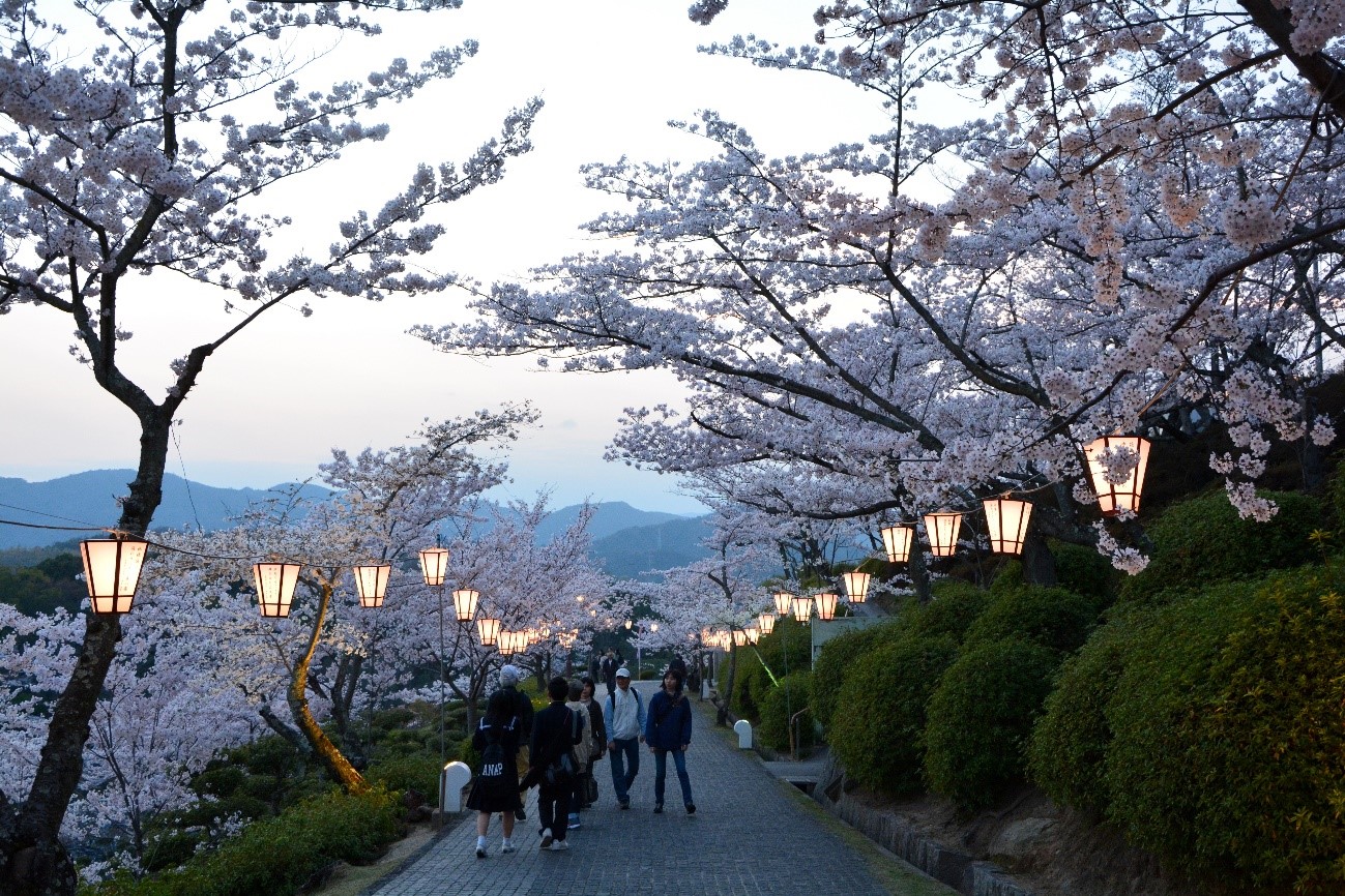 尾道 千光寺公園で幻想的な夜桜を楽しむ