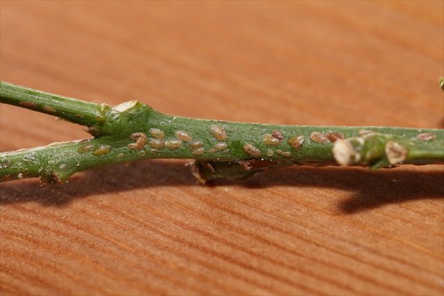 室内栽培でもカイガラムシはつく？　カイガラムシを撲滅するために