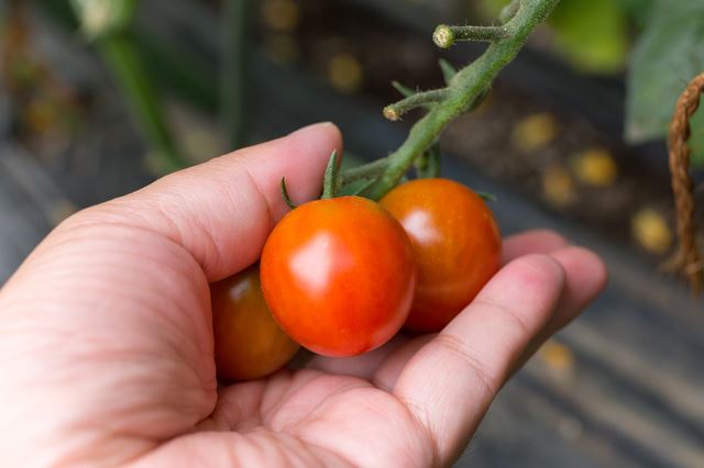 ミニトマトの栽培は簡単、栽培のために準備するものは？