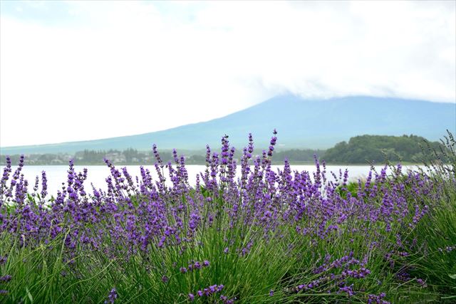 ラベンダー畑は富良野だけじゃない。全国のラベンダー畑