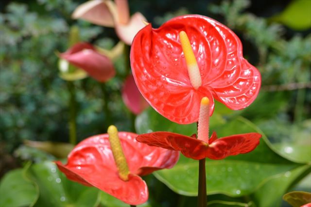 葉っぱみたいな花「アンスリューム」湿度管理など育て方のコツ