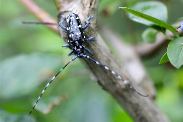 樹木の天敵カミキリムシの幼虫「テッポウムシ」対策はオガクズに要注意！？