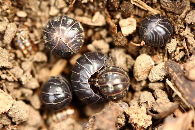 ダンゴ虫を大量発生させない・室内に持ち込まないために駆除する前にすること