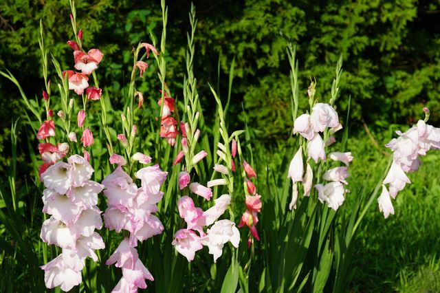 グラジオラスの花言葉は恋人たちと戦士から