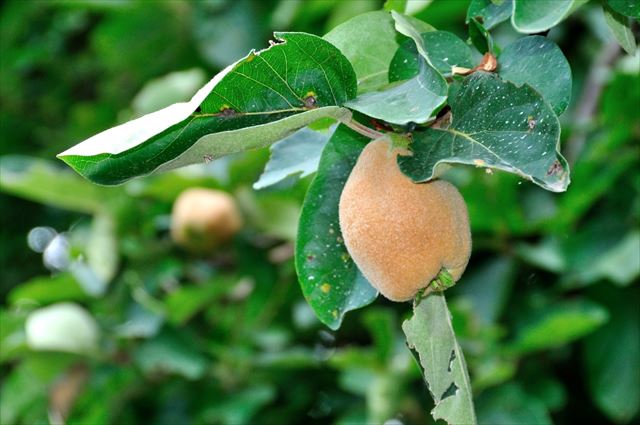 丸まった葉に潜むハマキムシに注意。ハマキムシ対策