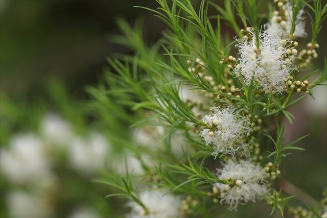 葉っぱも花も美しいオーストラリア原産のメラレウカを育てよう