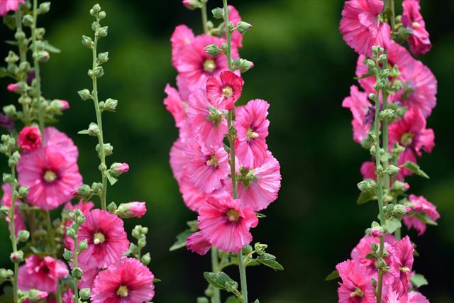 葵科の花・名前に「葵」のつく花の花言葉