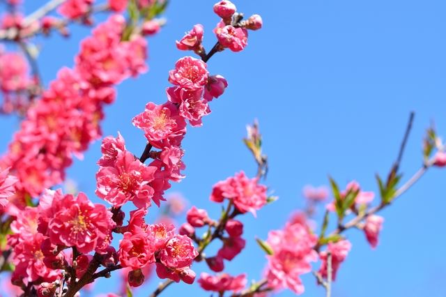 女性のシンボル「桃」の花言葉